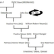 A possible maternal heritage chart with starting point circa 1660, presupposing 9-10 family cycles until the birth of my great grandmother in 1904, provided the ages of the females when giving birth were between 24-25 years of age. Based on family records, John Doe could have been European/ Khoi-San/ Slave/Coloured. Debra Meyer
